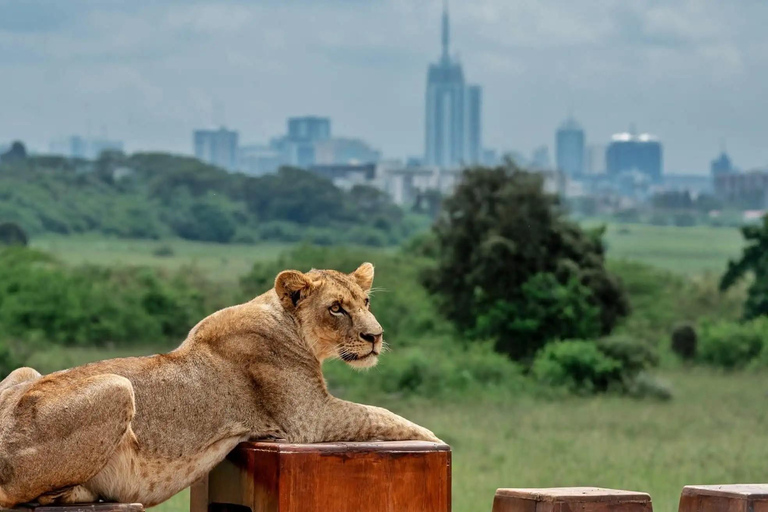 Nairobi: National Park Game Drive with Local Guide