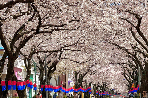 Jeju East: Cherry Blossom Tour & Women Divers Show