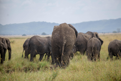 Moshi/Arusha: Tarangire National Park Day Trip with Lunch Arusha: Tarangire National Park Day Trip with Game Drives