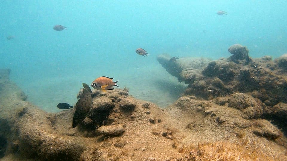 Unterwasseraufnahme mit verschiedenen Fischen in ihrem natürlichen Habitat, umgeben von Sand und Felsen.