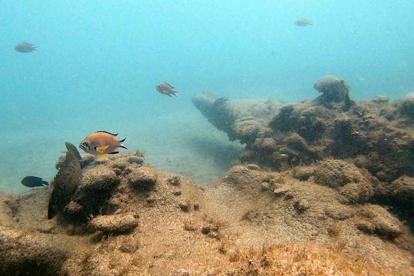Fuerteventura : Initiez-vous à la plongée sous-marine