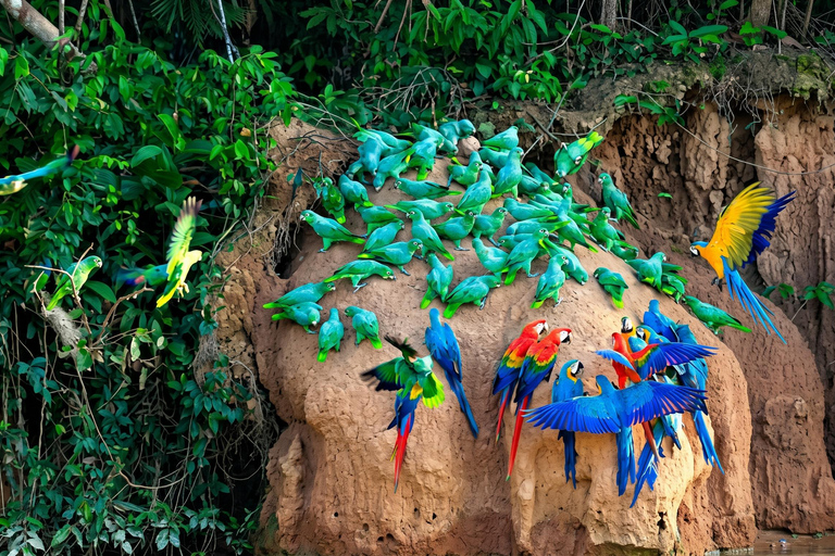 From Cusco: Manu National Park 4-Day Wildlife Expedition