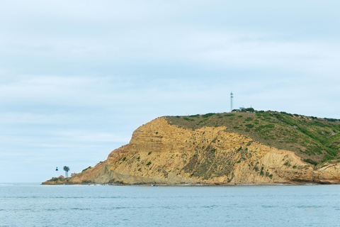 San Diego: Whale and Dolphin Watching Cruise San Diego: Gaze at Wild Whales and Dolphins on a Cruise