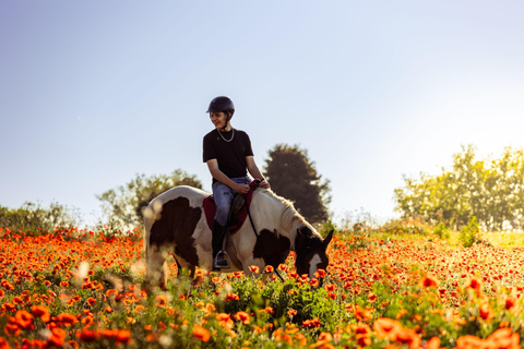 Horse Sanctuary in Rome Elevating the Ride: Summer in the Simbruini Mountains