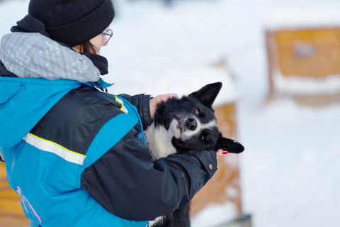 Da Tromsø: Esperienza Husky con giro in slitta trainata da cani in autonomiaEsperienza Husky e tour in slitta trainata da cani: 8:10 AM