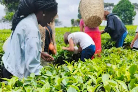Nairobi: Gathoni Sensory Garden & Tea Farm Tour With Tasting