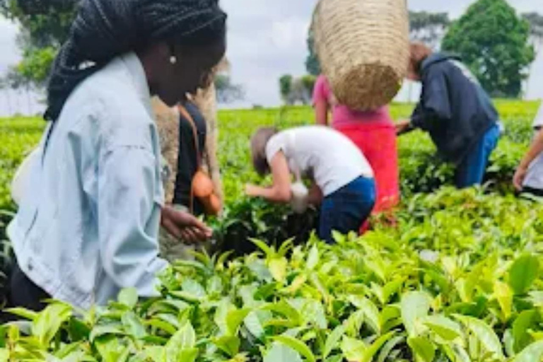 Nairobi: Gathoni Sensory Garden & Tea Farm Tour With Tasting