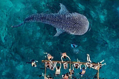 Oslob: Whale Shark Encounter, Ka-Treasure Falls & Simala