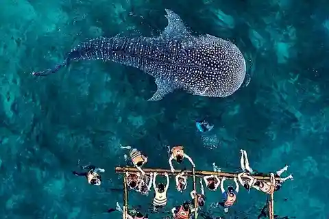 Oslob: Whale Shark Encounter, Ka-Treasure Falls & Simala