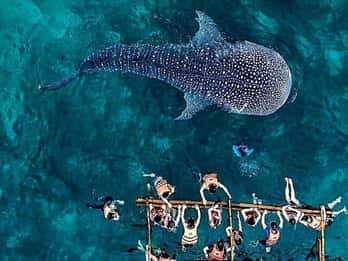 Oslob: Whale Shark Encounter, Ka-Treasure Falls & Simala