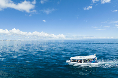 Hervey Bay : L&#039;expérience ultime d&#039;observation des baleines
