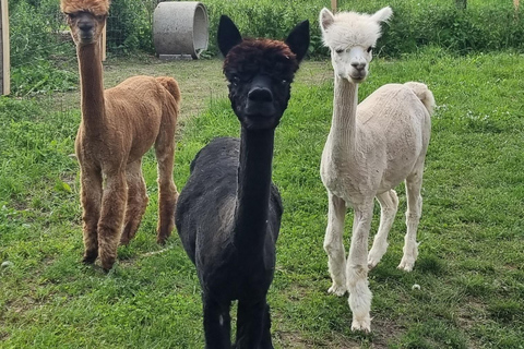 Bohinjska Bistrica: Wandelen met alpaca&#039;s - Domačija Loncnar