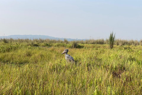 Entebbe: Mabamba Shoebill, Equator & Chimpanzee Island Tour