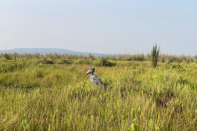 Entebbe: Mabamba Shoebill, Equator & Chimpanzee Island Tour