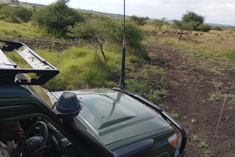 Nairobi: Meio dia de safari no Parque Nacional com guia