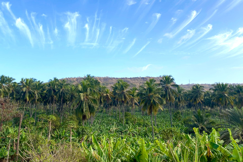 Santiago: Visit the largest banana and coconut plantation & botanical garden From the Beach: Visit a Banana and Coconut Plantation & Botanical Garden with Tastings