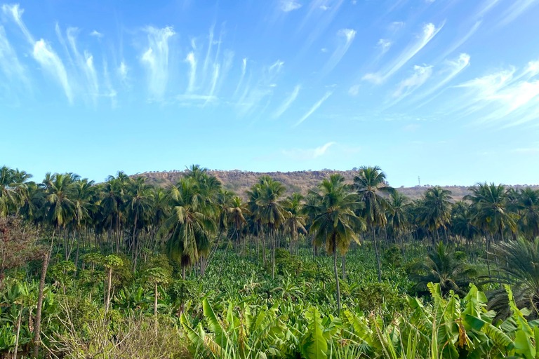 Santiago: Visit the largest banana and coconut plantation & botanical garden From the Beach: Visit a Banana and Coconut Plantation & Botanical Garden with Tastings