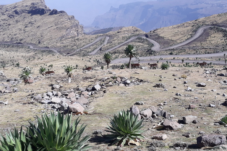 From Gondar: 2-Day Simien Mountains Hiking Adventure