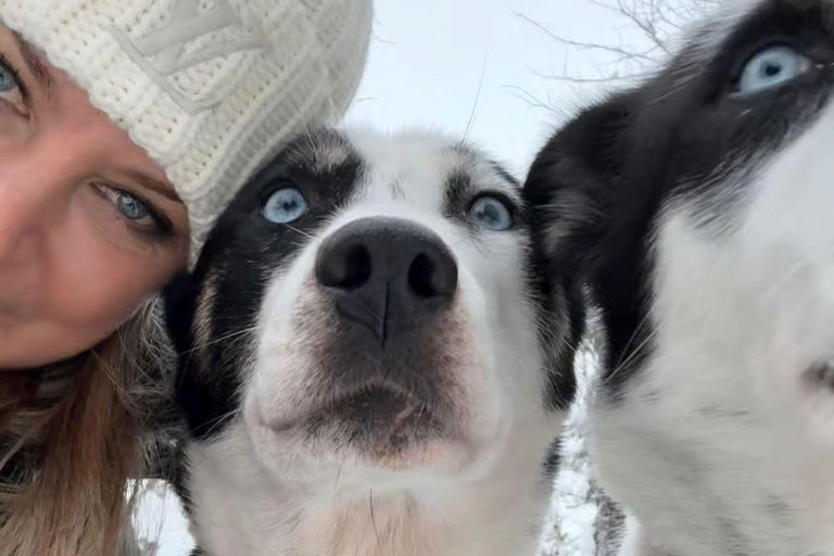 Levi: 5 Km Husky Sledding Ride in Levi