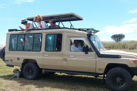 Safari de luxe de 4 jours au Masai Mara et au lac Nakuru