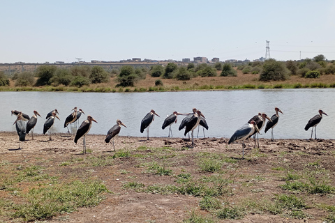 Nairobi: Meio dia de safari no Parque Nacional com guia