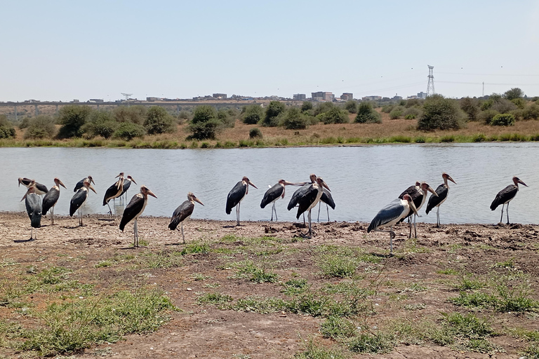 Nairobi: Meio dia de safari no Parque Nacional com guia