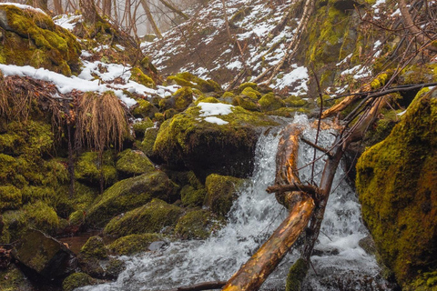 Sofia: Vitosha Mountain Hike and Photoshoot with Tea