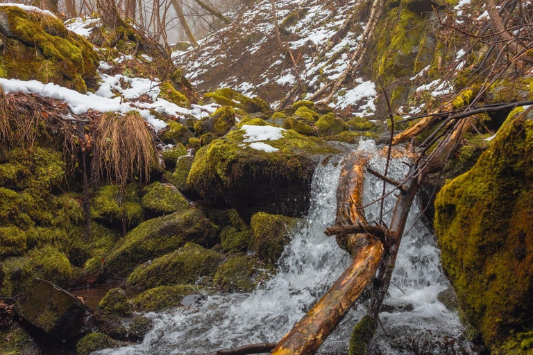Sofia: Vitosha Mountain Hike and Photoshoot with Tea