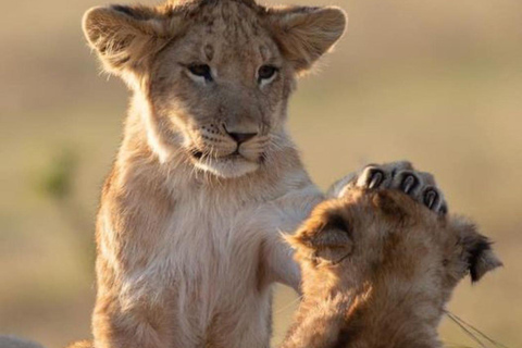 Nairobi National Park Day Game Drive.