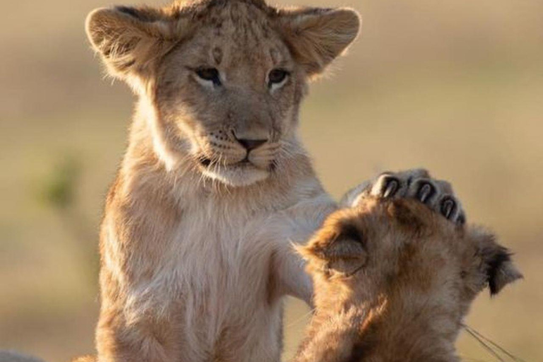 Nairobi National Park Day Game Drive.