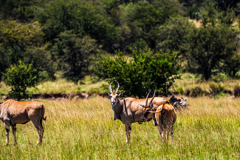 From Zanzibar: 2-Day Serengeti Park Safari Tour with Flights