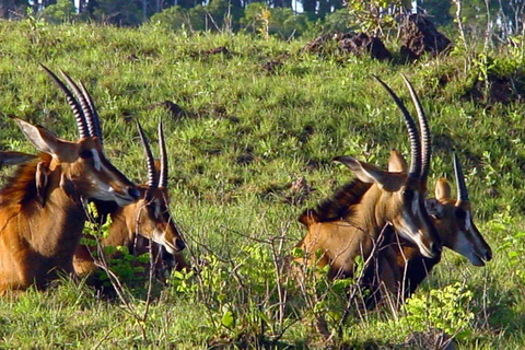 Diani: Guided day trip to Shimba Hills Reserve with lunch