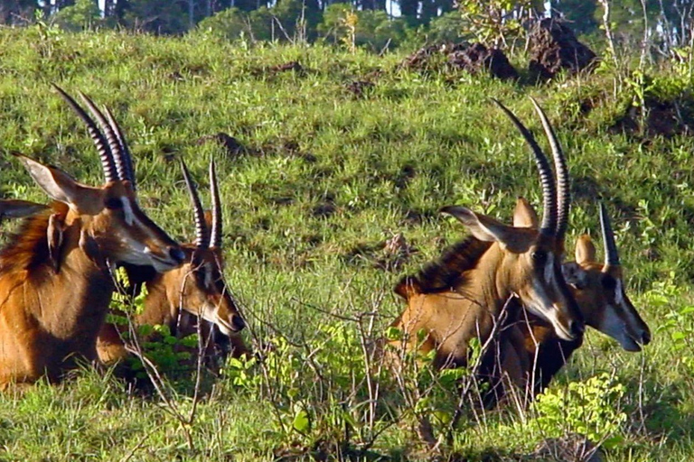 Diani: Guided day trip to Shimba Hills Reserve with lunch
