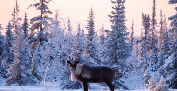Nikkaluokta Wildlife Safari with Transfers