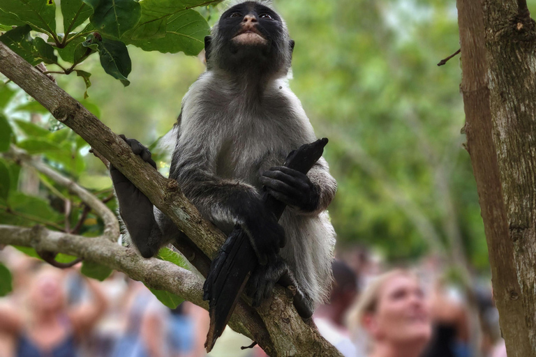 Zanzibar: Jozani Forest Guided Tour with Hotel Transfer