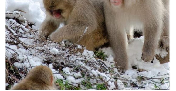 Nagano: Snow Monkey Private Instagramable Day Tour Low Price