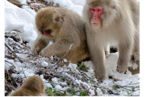 Depuis Tokyo et Nagano : Visite privée de luxe d&#039;une journée pour le singe des neiges