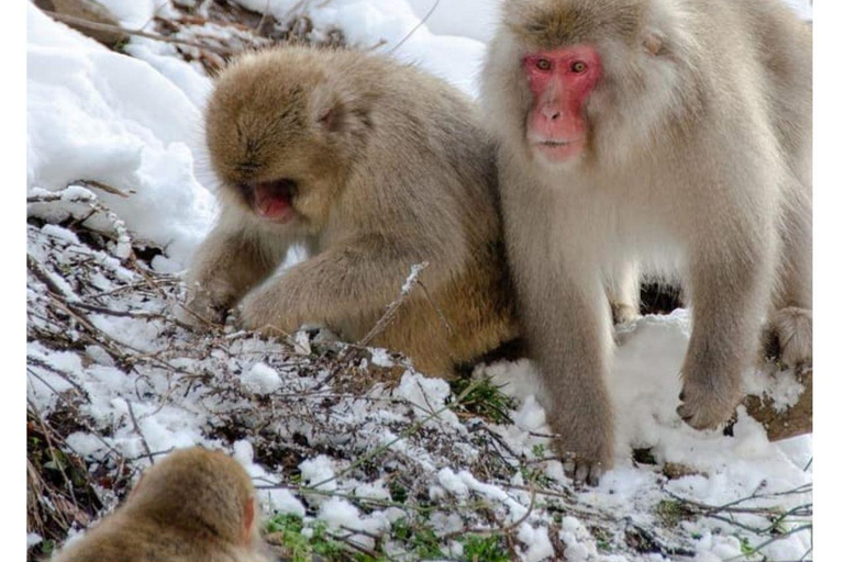 Depuis Tokyo et Nagano : Visite privée de luxe d&#039;une journée pour le singe des neiges