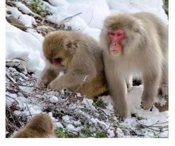 Nagano/Tokyo: Snow Monkey and Zenkoji Temple Private Tour