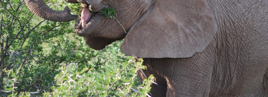 Parc national des éléphants d'Addo : safari privé d'une demi-journée