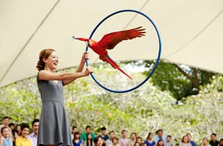 Singapur: Geführte Tour durch das Bird Paradise mit Mittagessen & Transfers