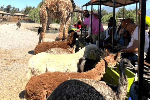 Santiago: Safari Rancagua Tour