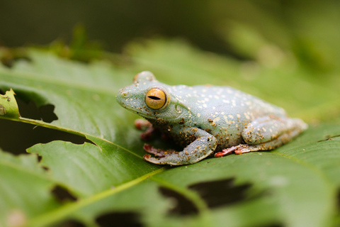 Cahuita: Walking Tour and Wildlife Sightseeing, Tour with Tour Guide