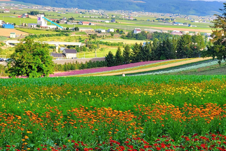 Furano: Summer Night Romantic Lavender Field Illumination