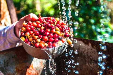 Bogotá: 3-tägige private Tour zu Kultur, Kaffee und Graffiti