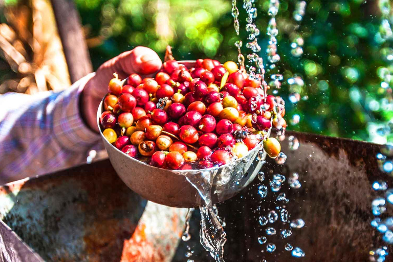 Bogotá: 3-tägige private Tour zu Kultur, Kaffee und Graffiti