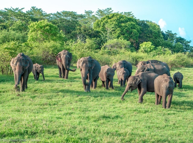 From Colombo: Sigiriya,Dambulla & Minneriya Safari Day Trip