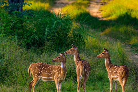 Ranthambore: core zone-1 to 5 Gypsy Tiger Safari with Lunch Ranthambore:core zone 1 to 5 canter jungle safari with lunch