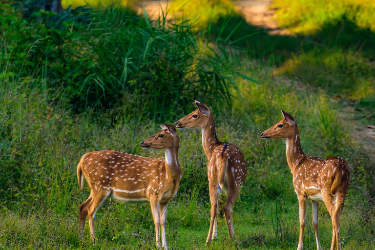 Ranthambore: core zone-1 to 5 Gypsy Tiger Safari with Lunch Ranthambore:core zone 1 to 5 canter jungle safari with lunch