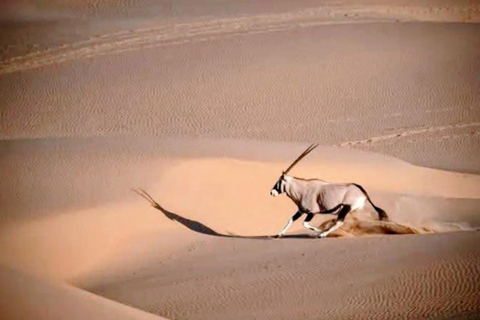 Walvis Bay: Sandwich Harbour Half-Day 4x4 Tour